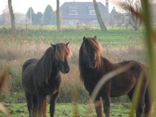 Twee paarden - www.paardrijlesprive.nl